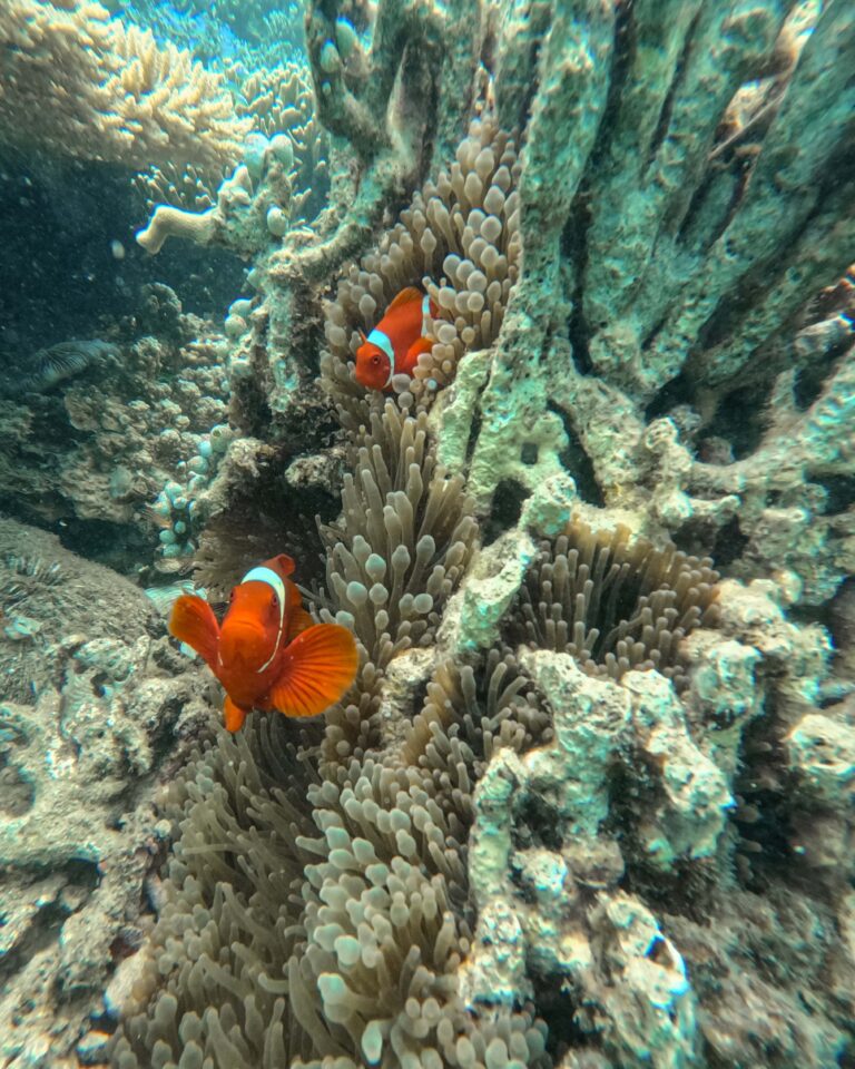 Poisson Clown Gili Asahan Lombok Indonesia