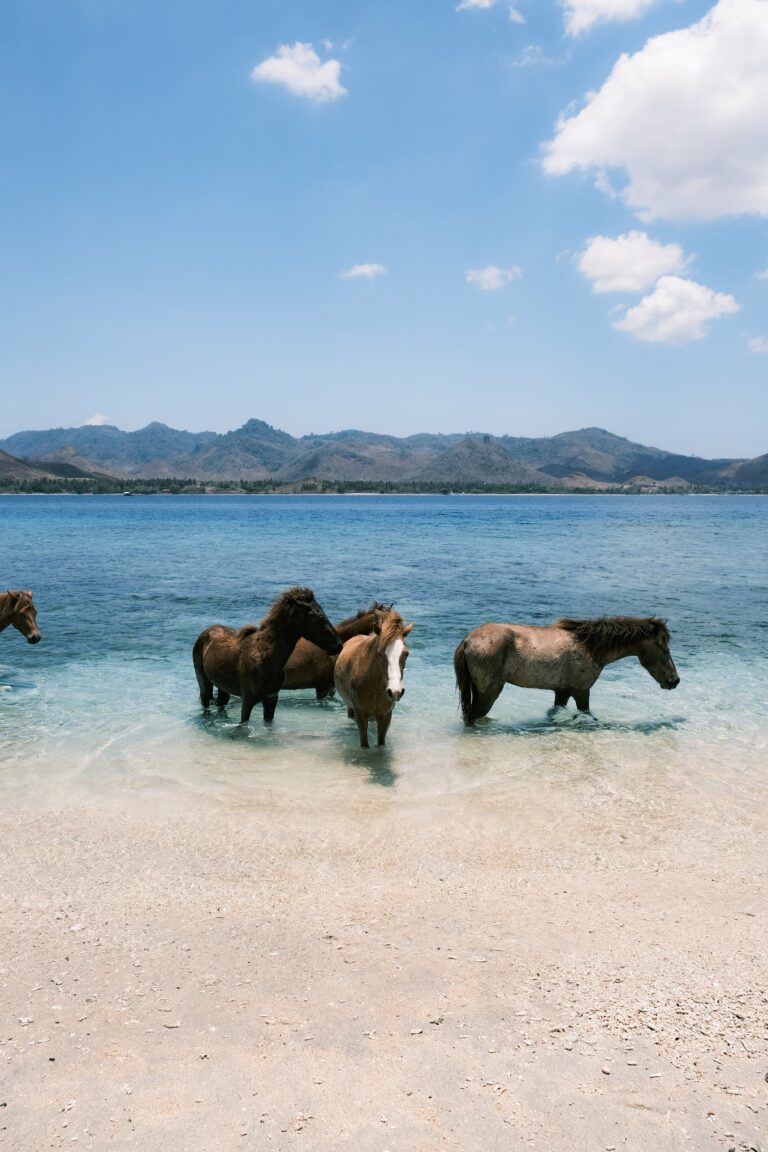 Eco Lodge Resort Gili Asahan Lombok Indonesia