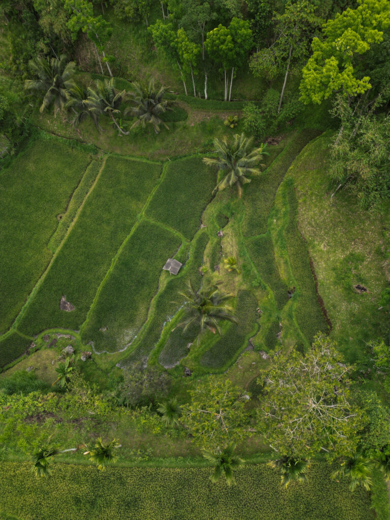 Rizières Tetebatu Lombok Indonesie