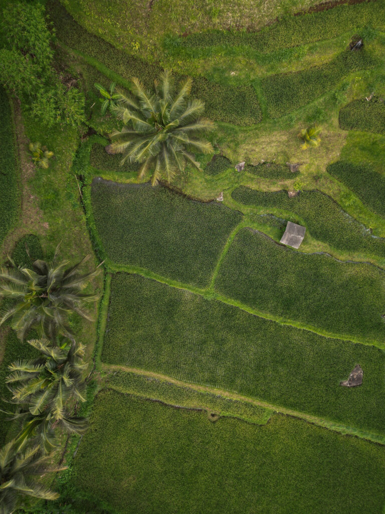 Rizières Tetebatu Lombok Indonesie